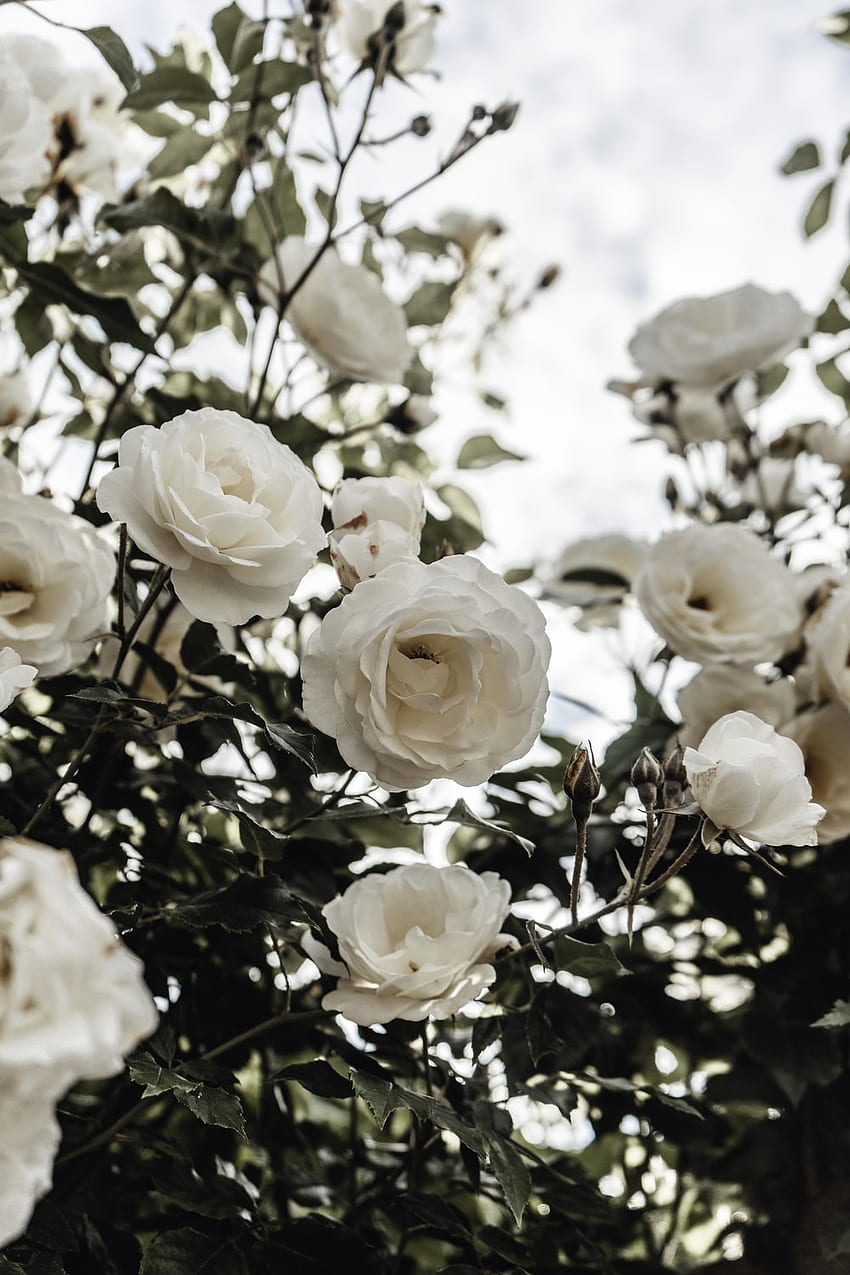 Rose blanche [], jolie fleur blanche Fond d'écran de téléphone HD