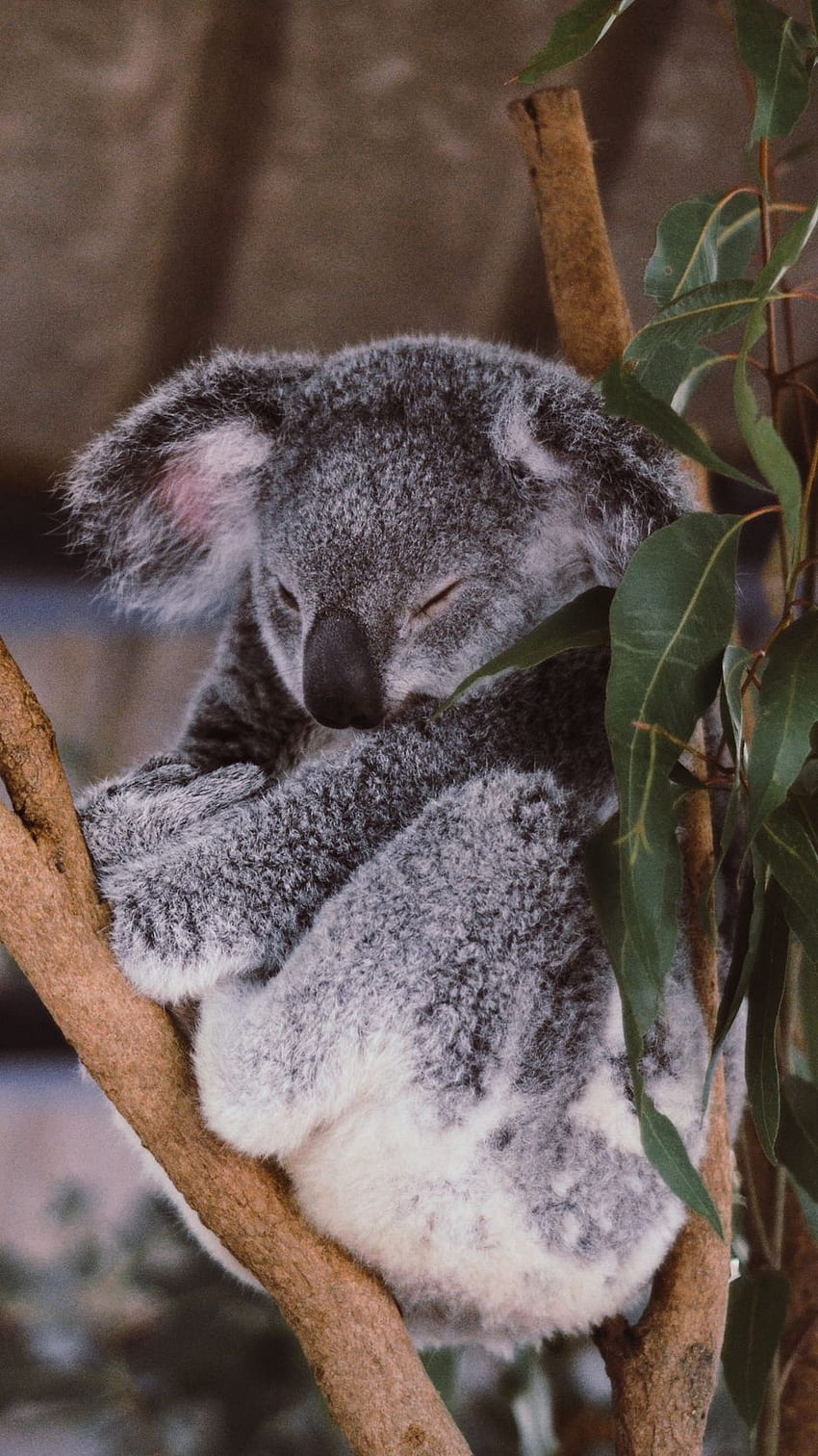 koala, eucalyptus, tree, sleep iphone HD phone wallpaper