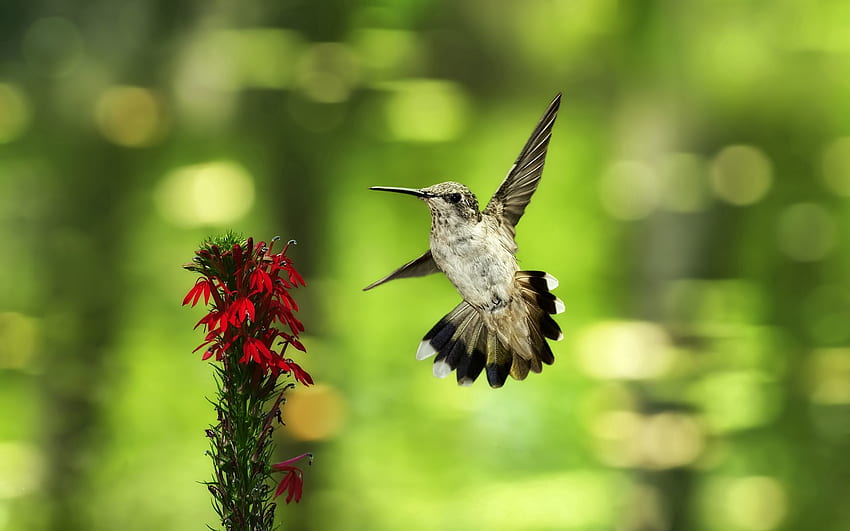 Tiere, Kolibris, Blume, Vogel, Unschärfe, Glatt, Flug, Welle, Fegen HD-Hintergrundbild