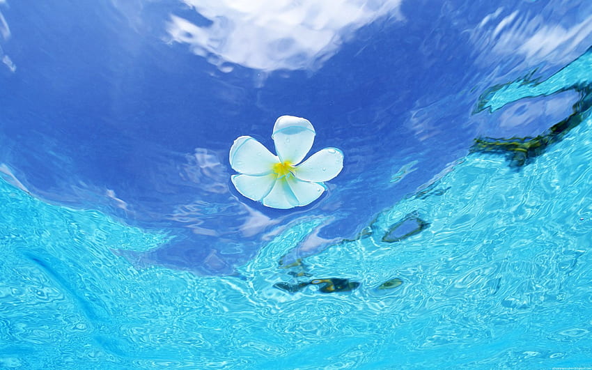Flowers, Water, Background HD wallpaper