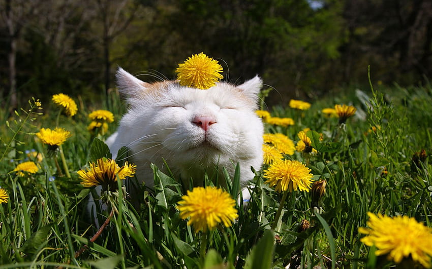Funny white cat in dandelions and - , ,, Spring Cat HD wallpaper