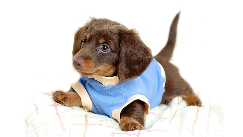 귀여운 강아지, 강아지, 동물, 개, 귀여운, 스웨터 HD 월페이퍼