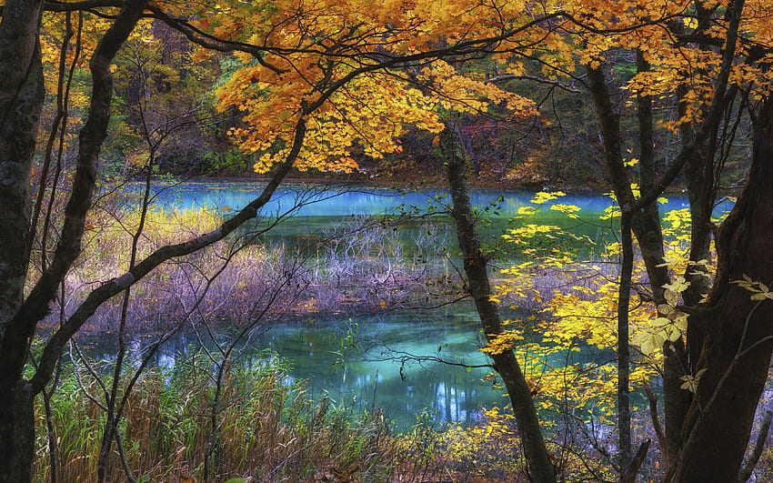 Blue Lake Goshikinuma Fukushima Japan Autumn Scenery Landscape, Nature Ultra HD wallpaper
