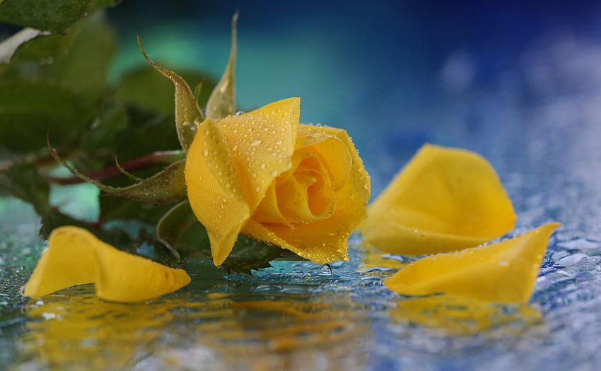 ดอกไม้ น้ำ หยดน้ำ ดอกกุหลาบ ดอกกุหลาบ กลีบดอกไม้ วอลล์เปเปอร์ HD