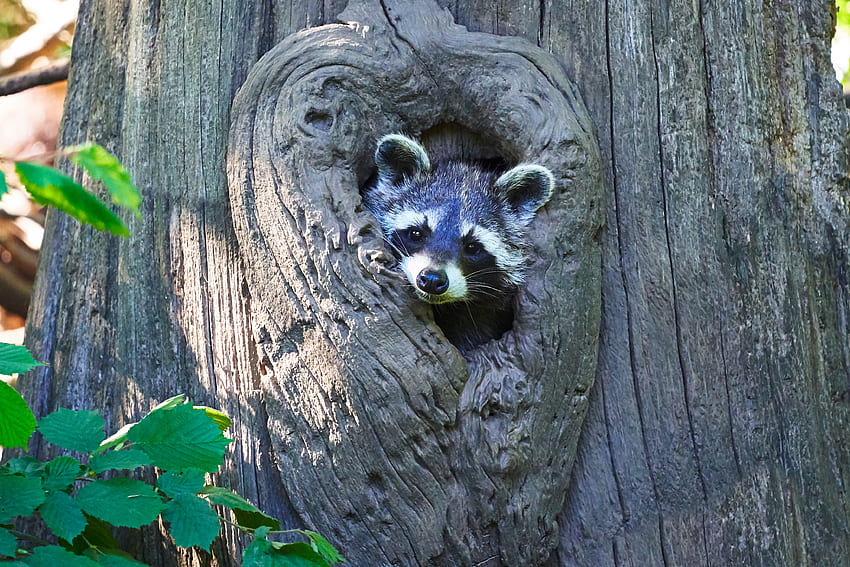 Animals, Wood, Tree, Muzzle, Nice, Sweetheart, Raccoon HD wallpaper