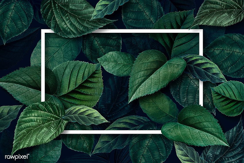 psd premium de Marco blanco sobre hojas verdes metálicas texturizadas. textura de hoja, texturizado, de hoja, hojas de color verde oscuro fondo de pantalla