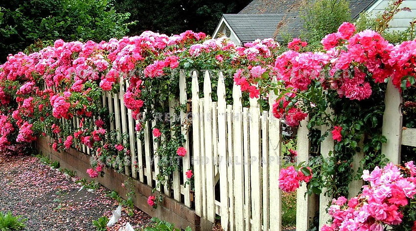 rose fence garden english cottage houses HD wallpaper