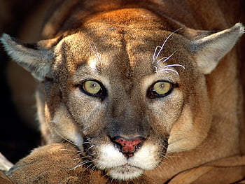 Pumas big cats animal HD wallpapers | Pxfuel