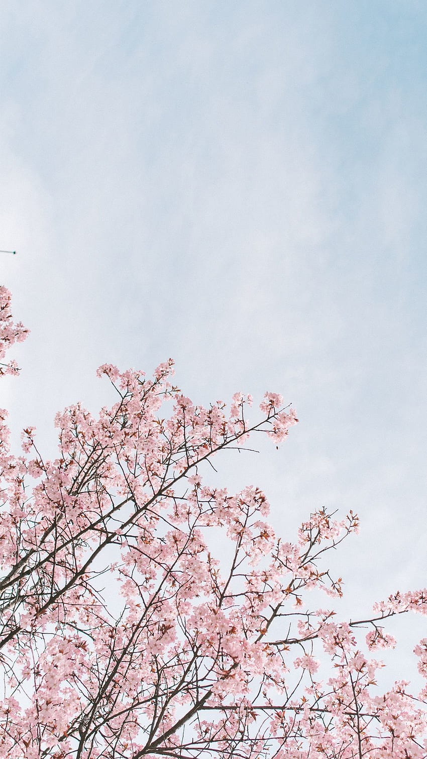 Cherry Blossoms Background, Sakura Aesthetic HD phone wallpaper | Pxfuel