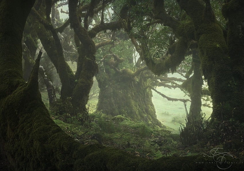grunge bajkowy las tło Tapeta HD