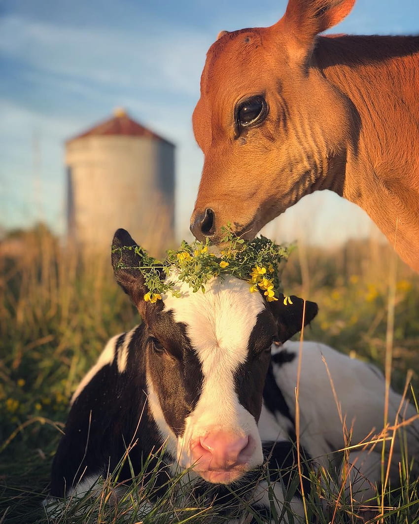 Steer Cow, Animal , Cow , Farm Animals - Baby HD phone wallpaper
