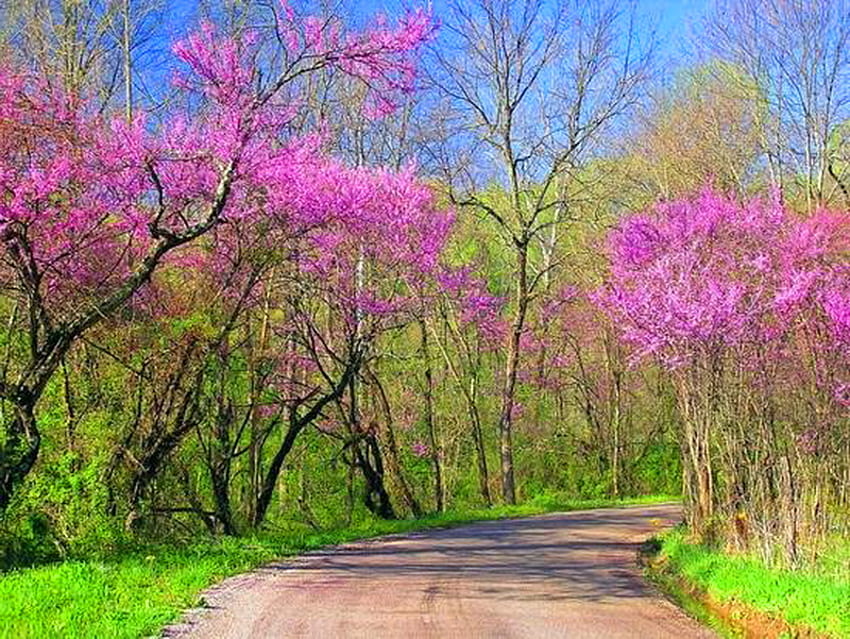 春の新しさ、ピンク、緑、木、草、花、春、散歩 高画質の壁紙