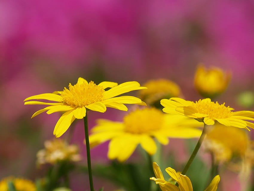 SunDay morning ;), sunshine, daisys, pink, field, yellow, nature, flowers, sun, forever HD wallpaper