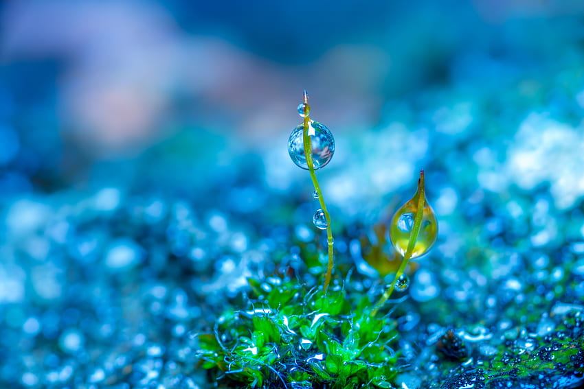 Manipulation, Nature, Macro, Colorful, Green, Blue, Depth Of Field, Water Drops, Plants / and Mobile Background HD wallpaper