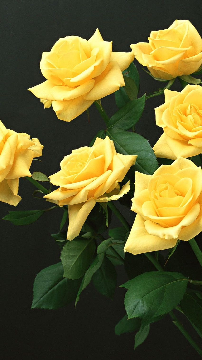 Yellow, roses, black background, flowers HD phone wallpaper | Pxfuel