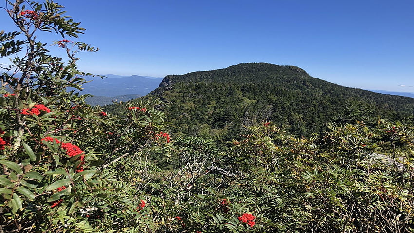 Grandfather Mountain - Calloway Peak, North Carolina, sky, rocks, berries, landscape, trees, usa HD wallpaper