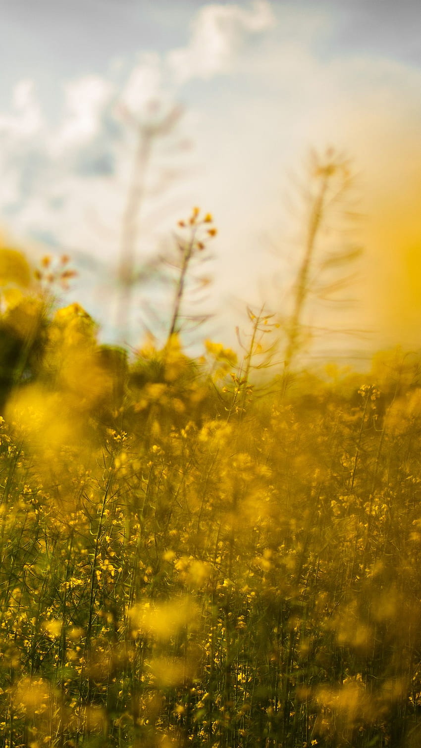 Природа Жълто цвете Боке Пролет Честит Android HD тапет за телефон
