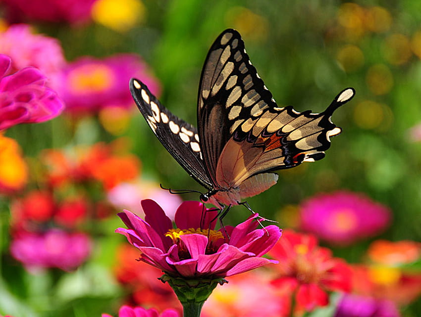 お一人様用、翼、ピンク、黒、蝶、体、花、クリーム、脚 高画質の壁紙
