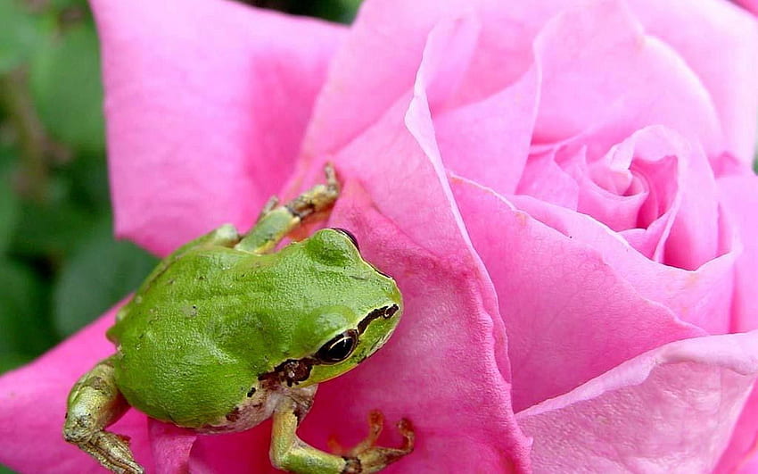 Animals, Rose Flower, Rose, Petals, Bud, Frog HD wallpaper