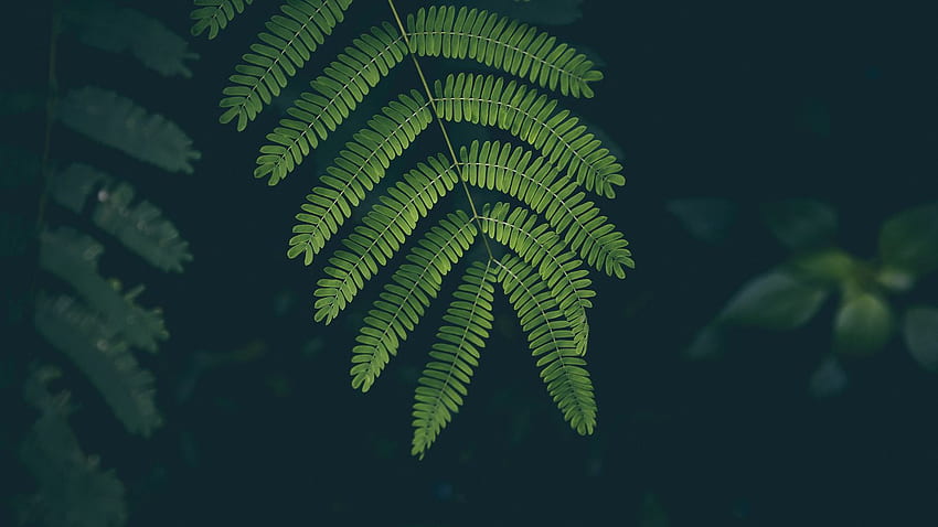 fern, leaf, plant, green 16:9 background, 1600X900 Leaves HD wallpaper