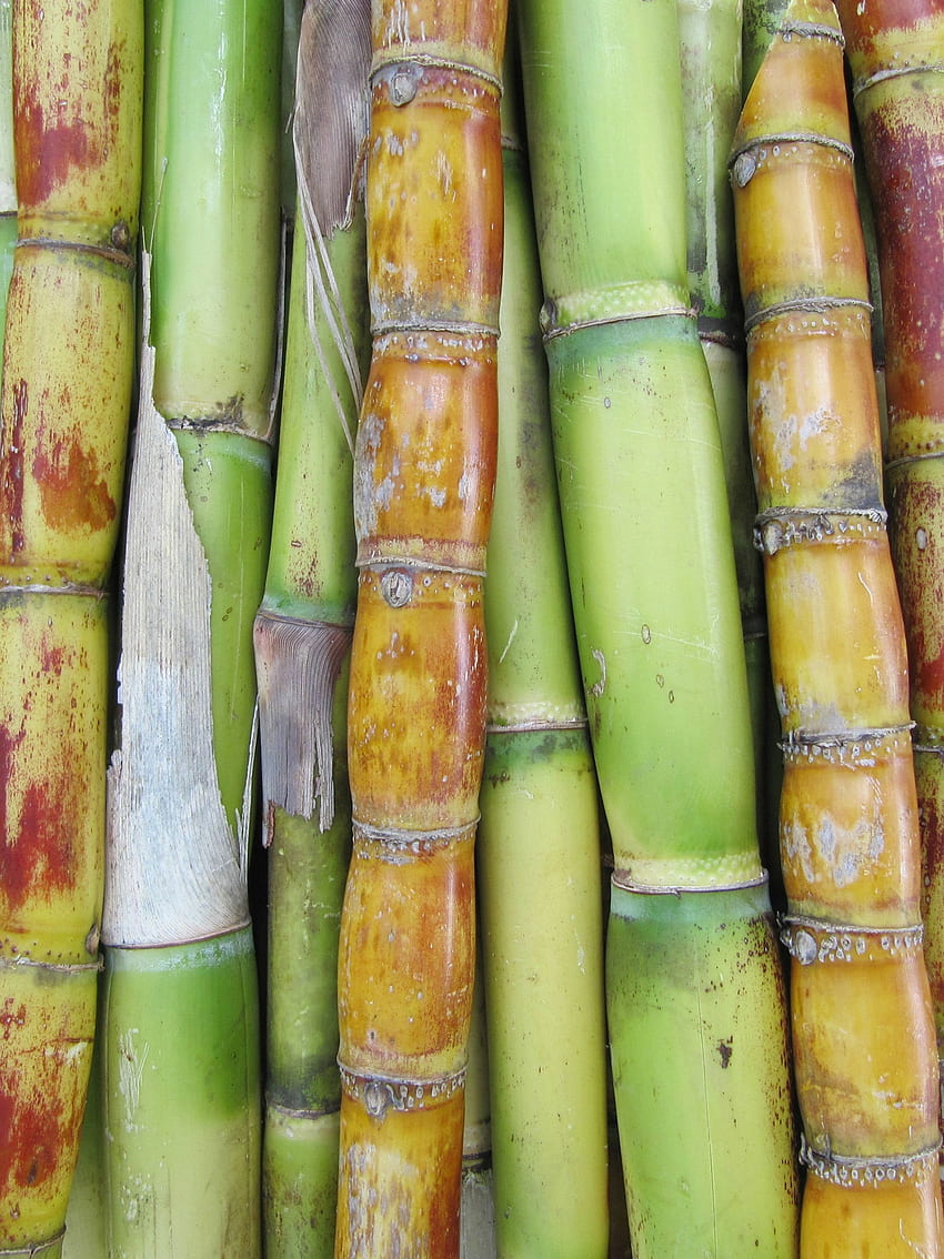 Sugar Cane You Can Eat Raw [] for your , Mobile & Tablet. Explore Sugarcane . Sugar Skull, Sugar Land TX HD phone wallpaper