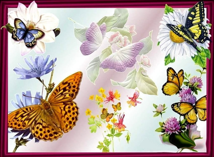 BUTTERFLY COLLAGE, COLLAGES, ANIMALS, , BUTTERFLIES HD wallpaper