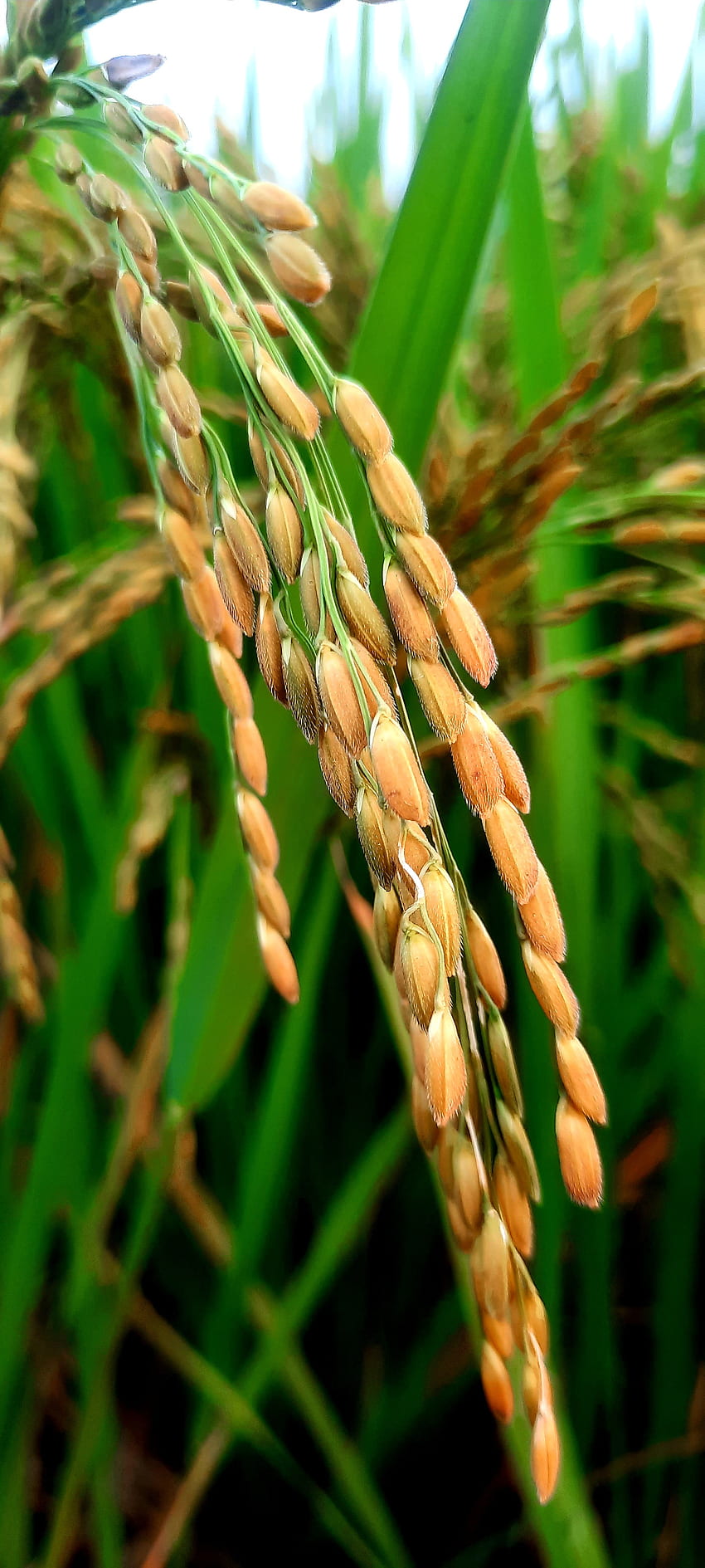 Oryza sativa, pertanian, khorasan_wheat wallpaper ponsel HD