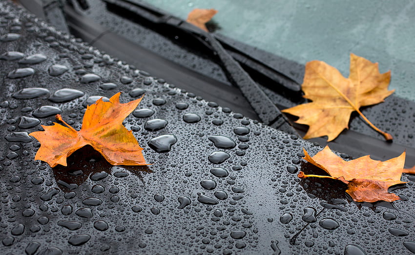 หยด, ฤดูใบไม้ร่วง, ฝน, มาโคร, แผ่น, ใบไม้, เมเปิ้ล, กระโปรงหน้ารถ วอลล์เปเปอร์ HD