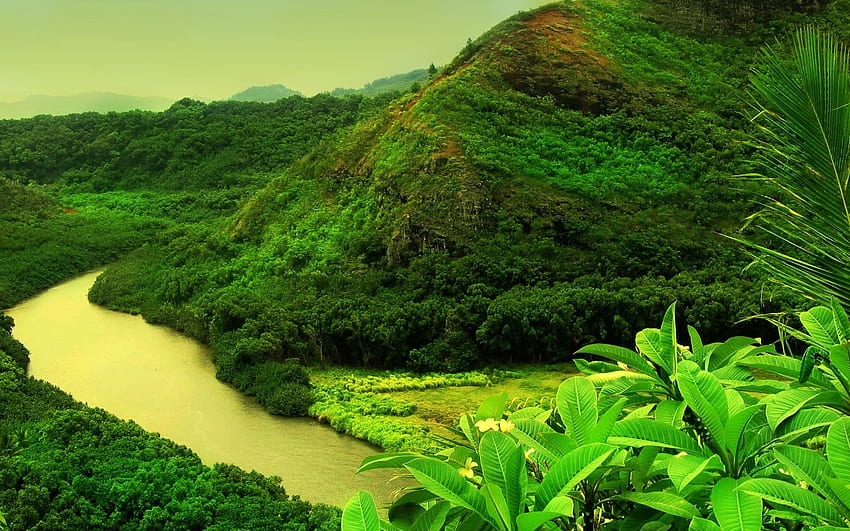Jungle River - Background of Your Choice HD wallpaper
