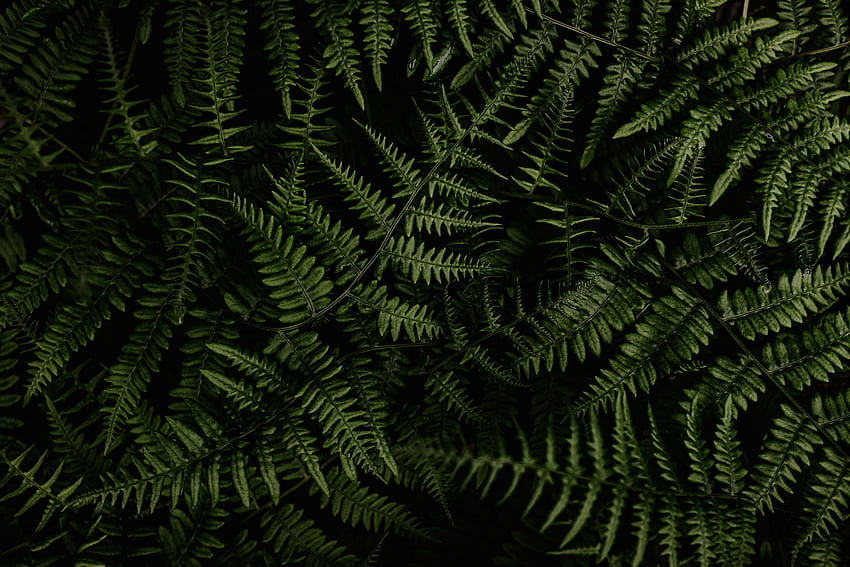 Tumbuhan, pakis hijau, alam Wallpaper HD