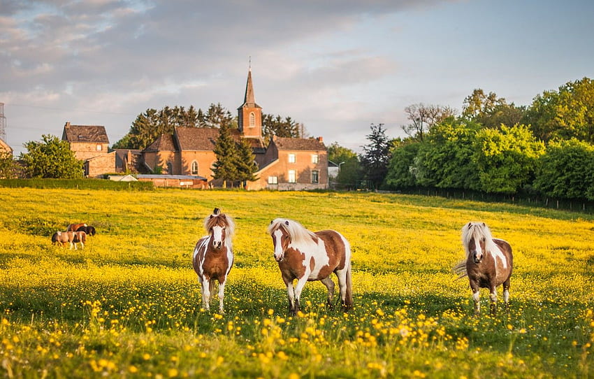 field, summer, the sky, clouds, trees, landscape, flowers, nature, house, castle, mood, horses, spring, yellow, horse, pasture for , section животные, Horse Landscape HD wallpaper