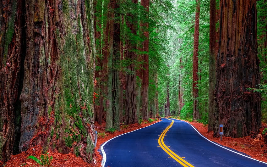 Las Redwood w Kalifornii. Tło Tapeta HD