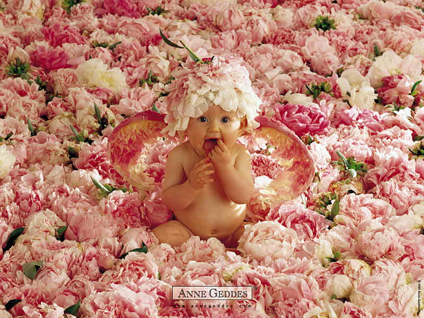 赤ちゃん、アン・ゲデス、ピンク、バラ、花びら 高画質の壁紙