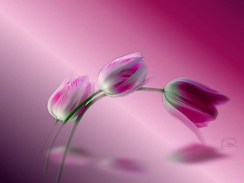 Tulipanes01, tulip, pink, tulipanes, flores, bunga, tulpen, rosa Wallpaper HD