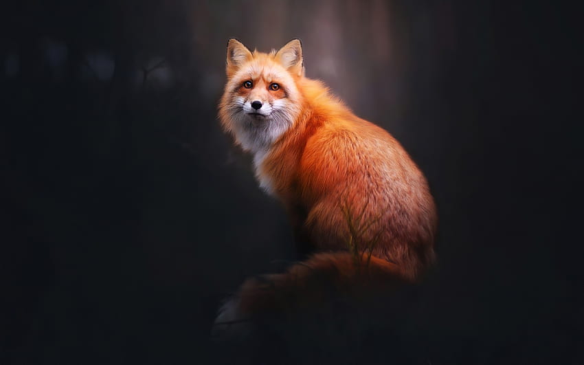Fox, animal, black, red, vulpe HD wallpaper