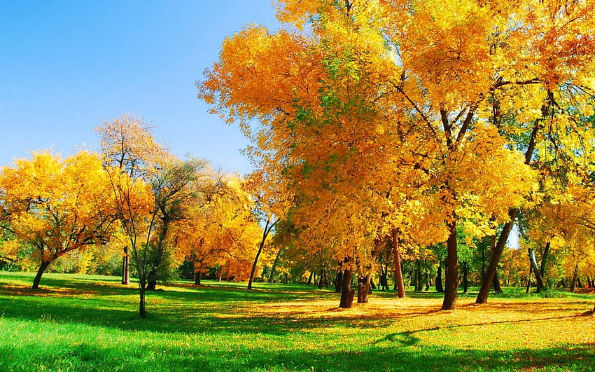 The end and the beginning, golden, trees, colors, autumn, orange HD wallpaper