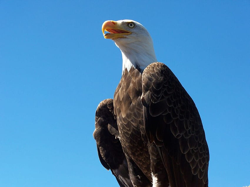 Bald Eagle, จงอยปาก, ปีก, ขาว, ขนนก, นก, หัว, ขนาดใหญ่, สหรัฐอเมริกา, นกประจำชาติ, ขนนก, เหยื่อ, สัญลักษณ์, อเมริกา วอลล์เปเปอร์ HD