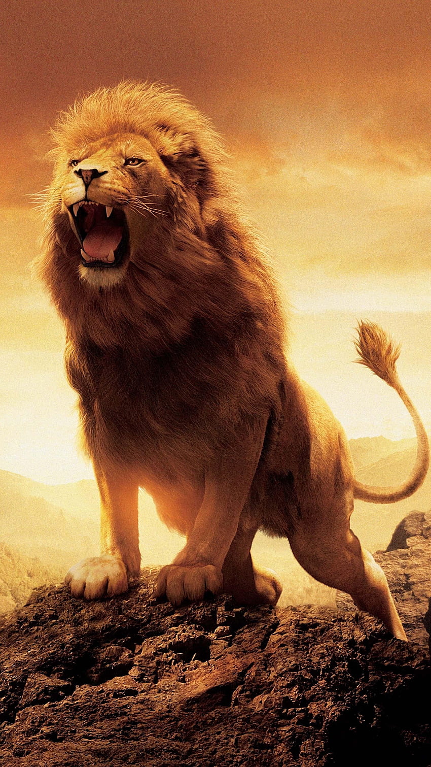 สิงโตอันตราย คำราม สิงโตโกรธ วอลล์เปเปอร์โทรศัพท์ HD