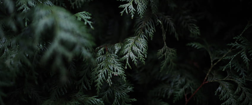 Dark Green Cypress und Sunlight Ultra WQ - - Wände Space, 3440x1440 Grün HD-Hintergrundbild