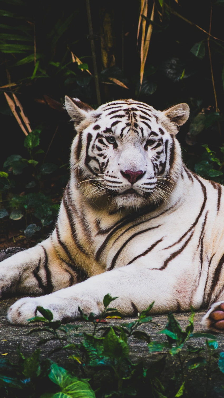 white tiger, , Animals, Japanese Tiger HD phone wallpaper