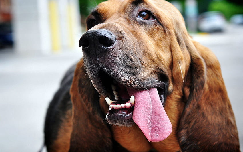 Tiere, Hund, Schnauze, hervorstehende Zunge, herausgestreckte Zunge, Ohren HD-Hintergrundbild