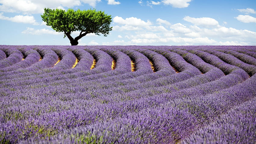 Đồi oải hương tại Provence, Pháp là một trong những thắng cảnh đẹp nhất thế giới. Với hình nền HD, bạn sẽ được đắm mình vào vẻ đẹp của đồi oải hương lãng mạn, tinh tế và lãng mạn. Bạn sẽ có những phút giây thư giãn tuyệt vời để thư giãn và tập trung vào công việc của mình.