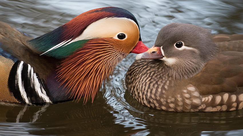 Two birds, mandarin duck, water U HD wallpaper