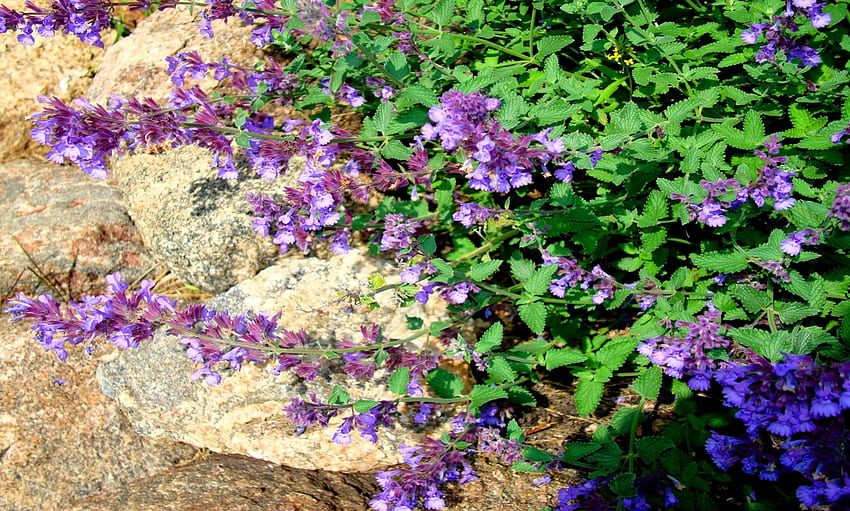Catmint Blume, Sommer, Blume, Grafik, Blüte, Blüte HD-Hintergrundbild