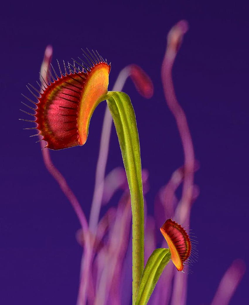 Pendamping Kulit Flume, Floral [Venus Fly Trap] (Buatan Penggemar): Flume, Penangkap Lalat Venus wallpaper ponsel HD