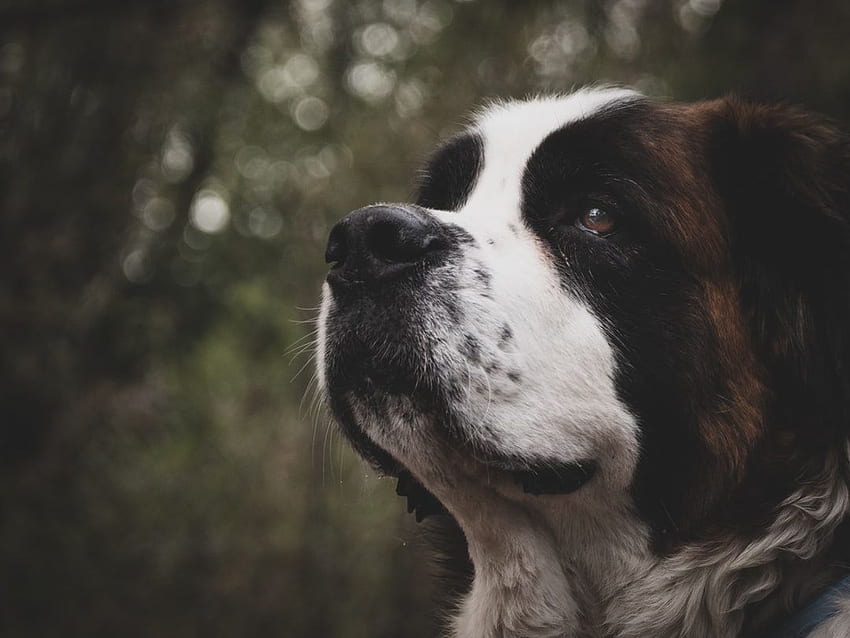 Saint Bernard HD wallpaper