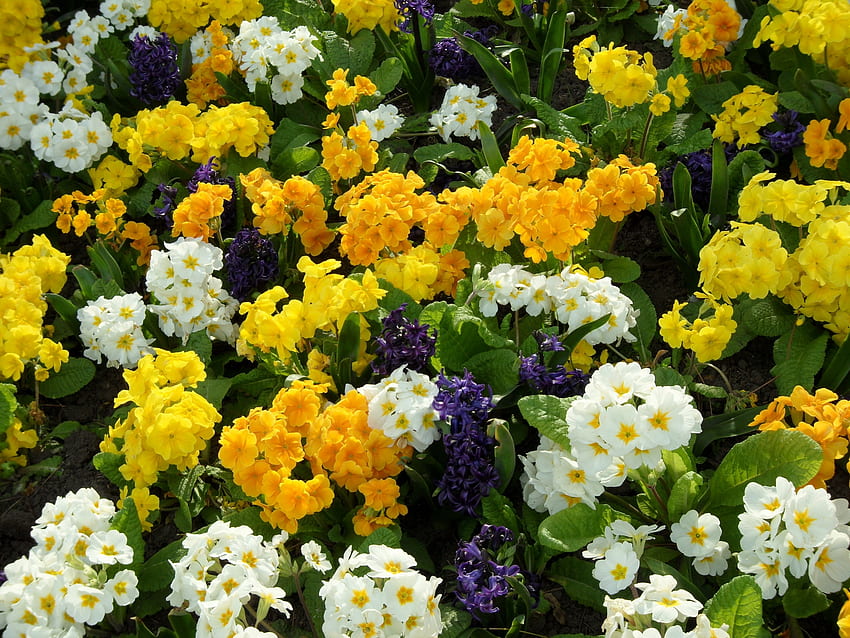 ดอกไม้, ผักตบชวา, ผักใบเขียว, เตียงดอกไม้, เตียงดอกไม้, พริมโรส วอลล์เปเปอร์ HD