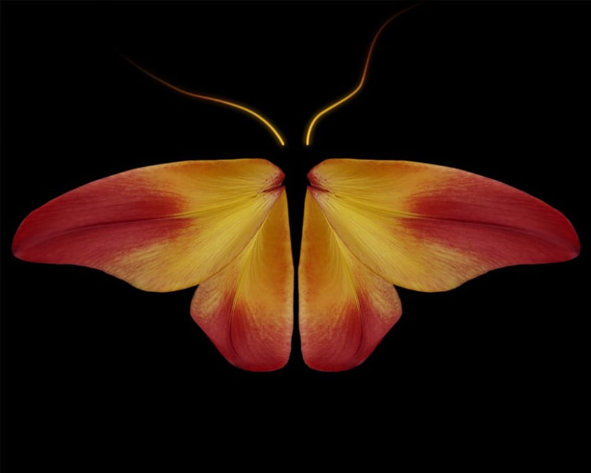Butterfly of Gold, golden butterfly, on black HD wallpaper