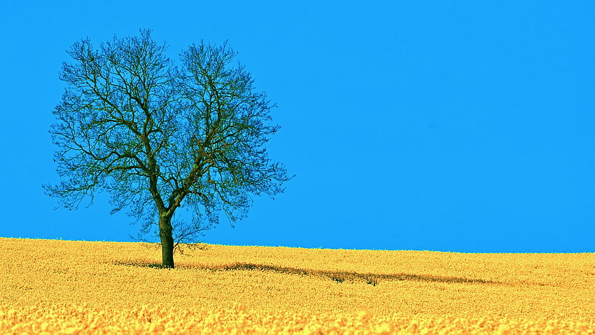 Landscapes nature horizon trees blue skies lone tree ., Sky and Tree HD wallpaper