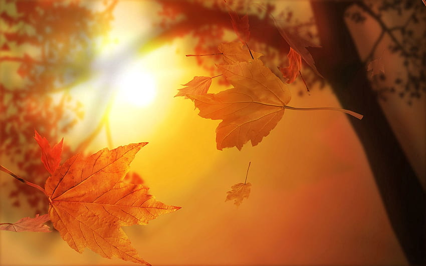 Natura, Jesień, Liście, Słońce, Lot, Klon Tapeta HD